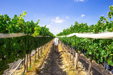 Cava Quintanilla y su aventura potosina