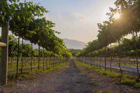 12 Deseos hechos vinos para no perderse en 2025