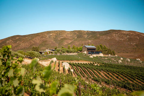 Viñas de Garza, desde el corazón familiar